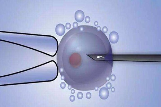 试管婴儿什么时间胚胎完成