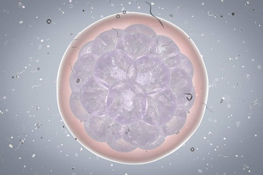 试管婴儿开始于什么细胞