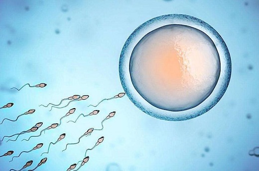 什么是试管婴儿胚胎移植