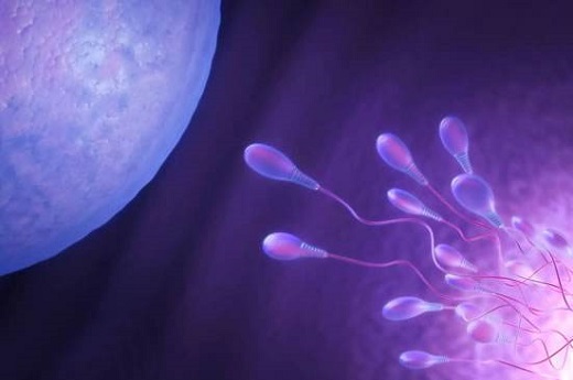 试管婴儿为什么都是三级胚胎