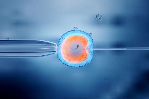 试管婴儿什么是桑葚胚