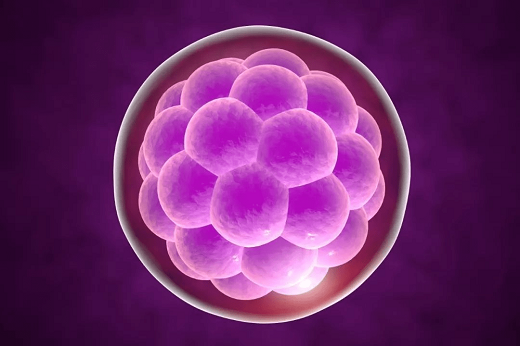 试管促排卵方案长内膜移植，试管婴儿促排卵中长方案是怎么样的流程