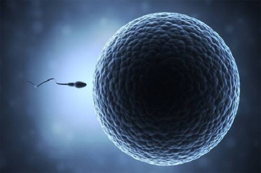 移植促排卵方案流程，冻胚移植流程是怎样的
