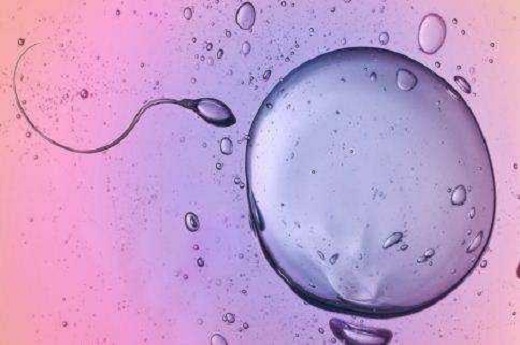子宫环境好 移植成功率？试管婴儿移植胚胎成功的几率有多高